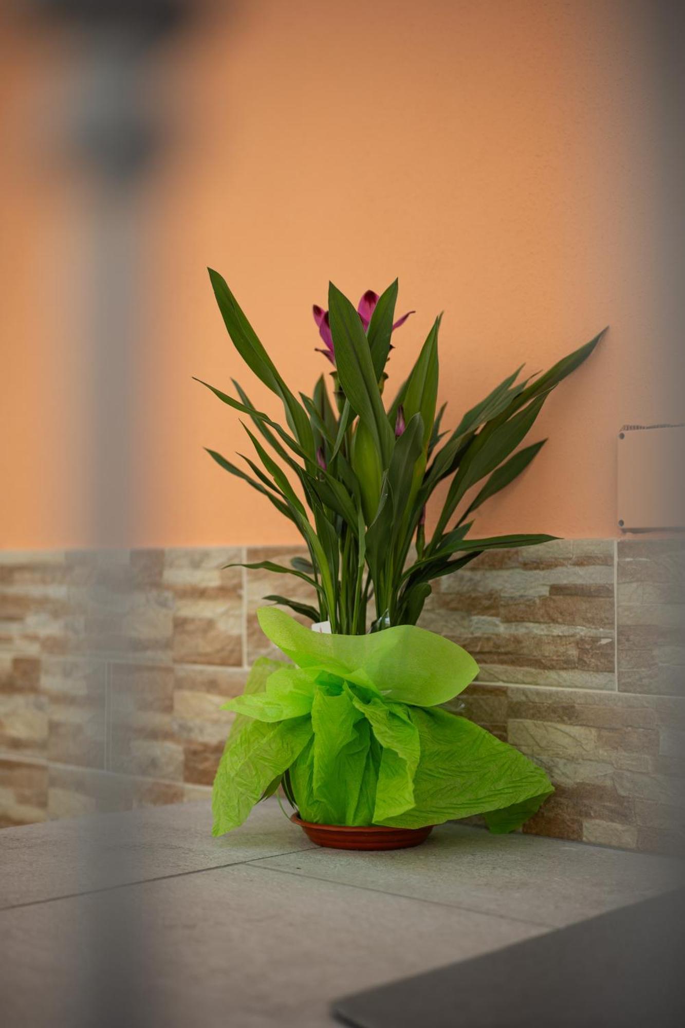 L'Orizzonte Bed and Breakfast Ercolano Buitenkant foto